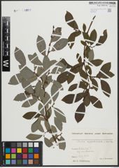 Foto von Salix appendiculata Vill. x Salix aurita L.
